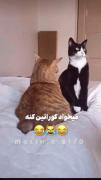 میخواد کوراتین کنه🤣..........